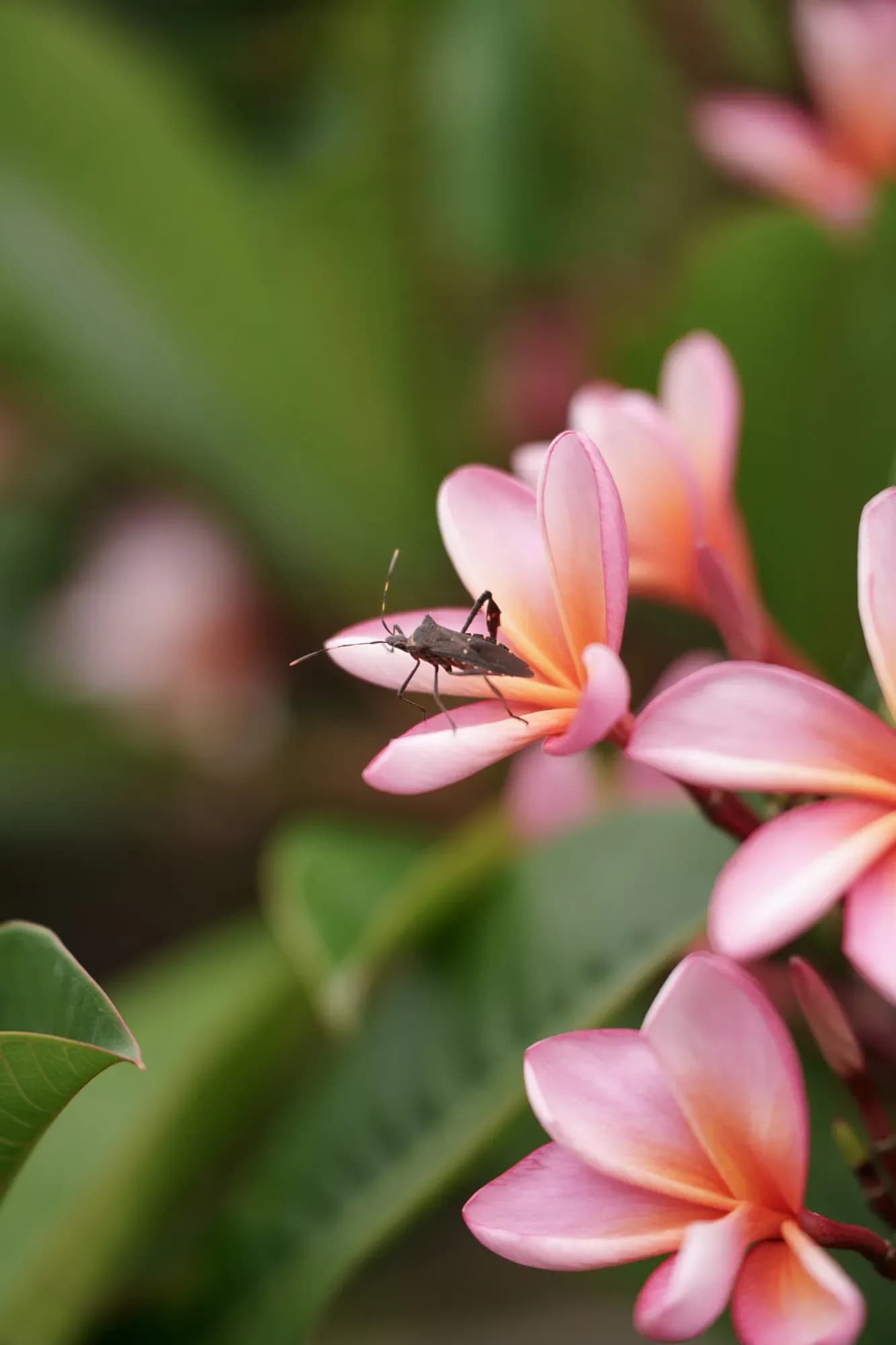 35-150mm F/2-2.8 Di III VXD — 1