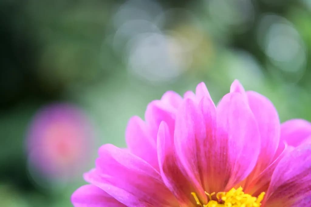 35mm F/2.8 Di III OSD M1:2 — 1
