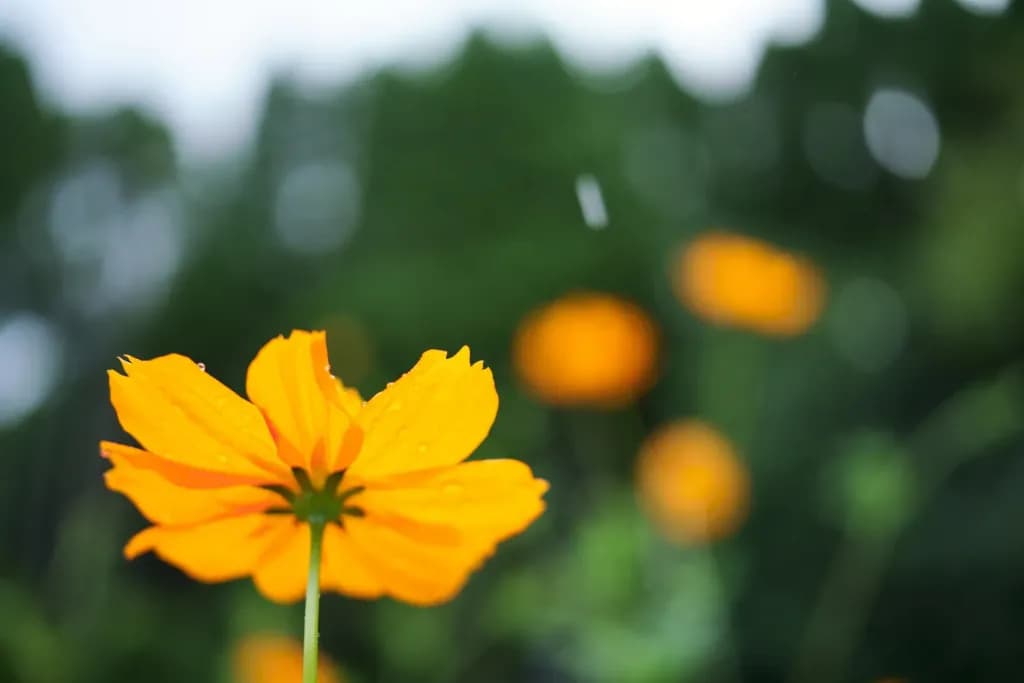 35mm F/2.8 Di III OSD M1:2 — 3