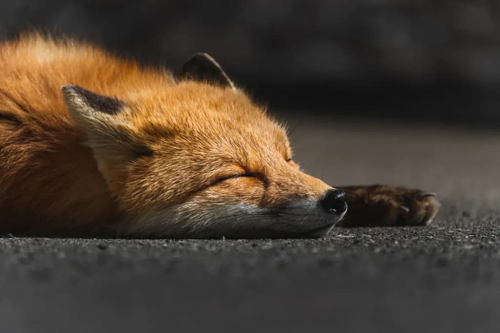 50-400mm F/4.5-6.3 Di III VC VXD — 4