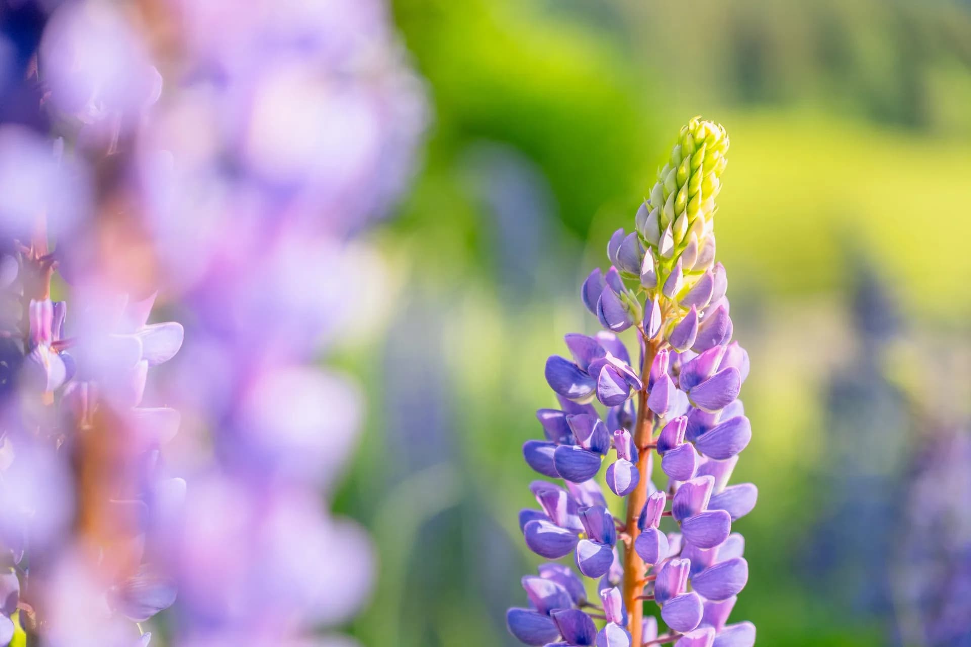 TAMRON 16-50mm F2.8 A (B091) – primjer fotografije: lupina s mekanim bokehom
