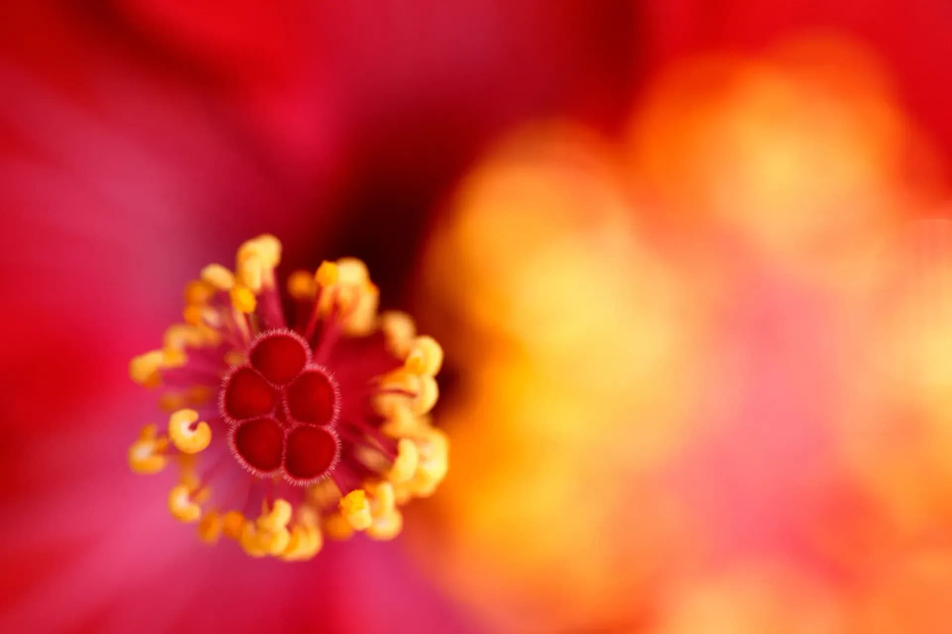 90mm F/2.8 Di III Macro VXD — 2